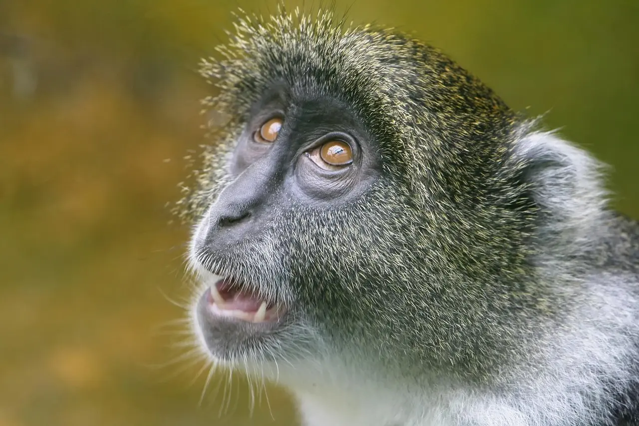 Er Zoologisk Have på Frederiksberg gratis for børn?