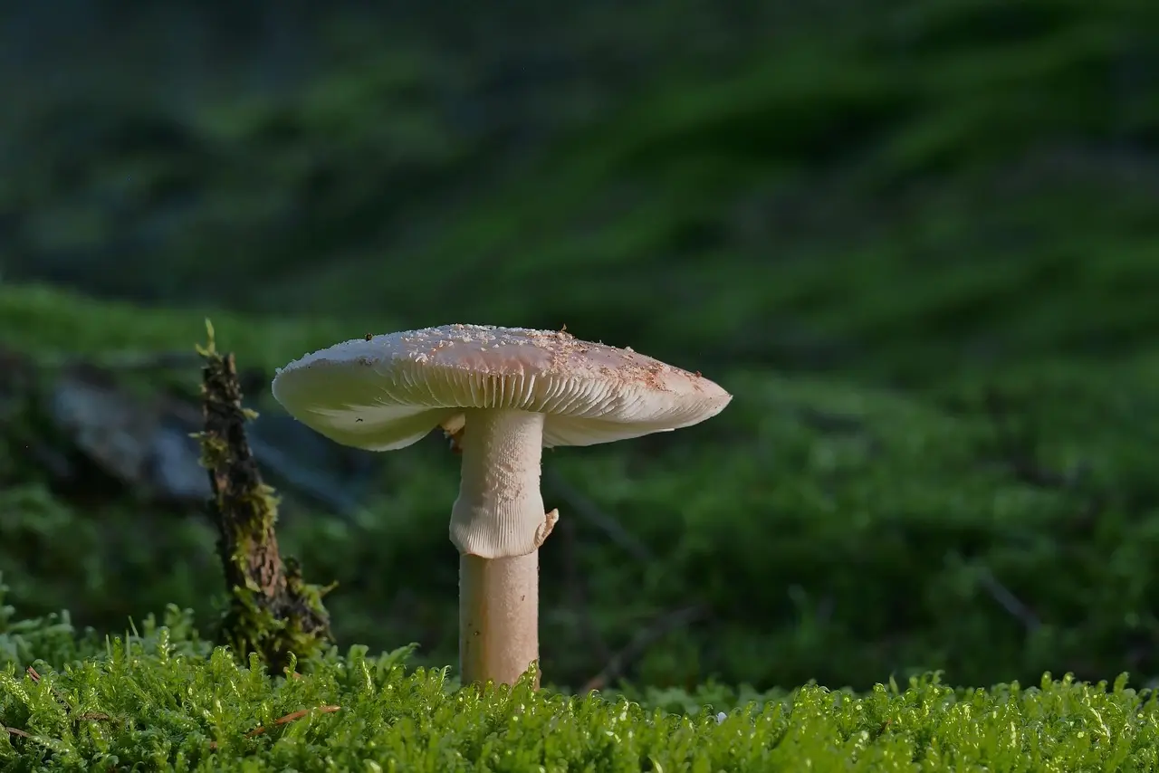 Hvad er de bedste løberuter i Marselisborg Skovene?