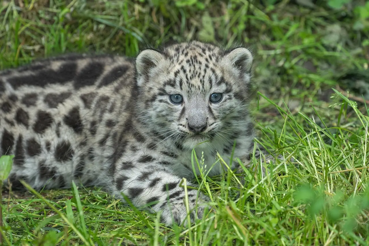 Hvad koster et besøg i Aalborg Zoo i 2025 for familier?