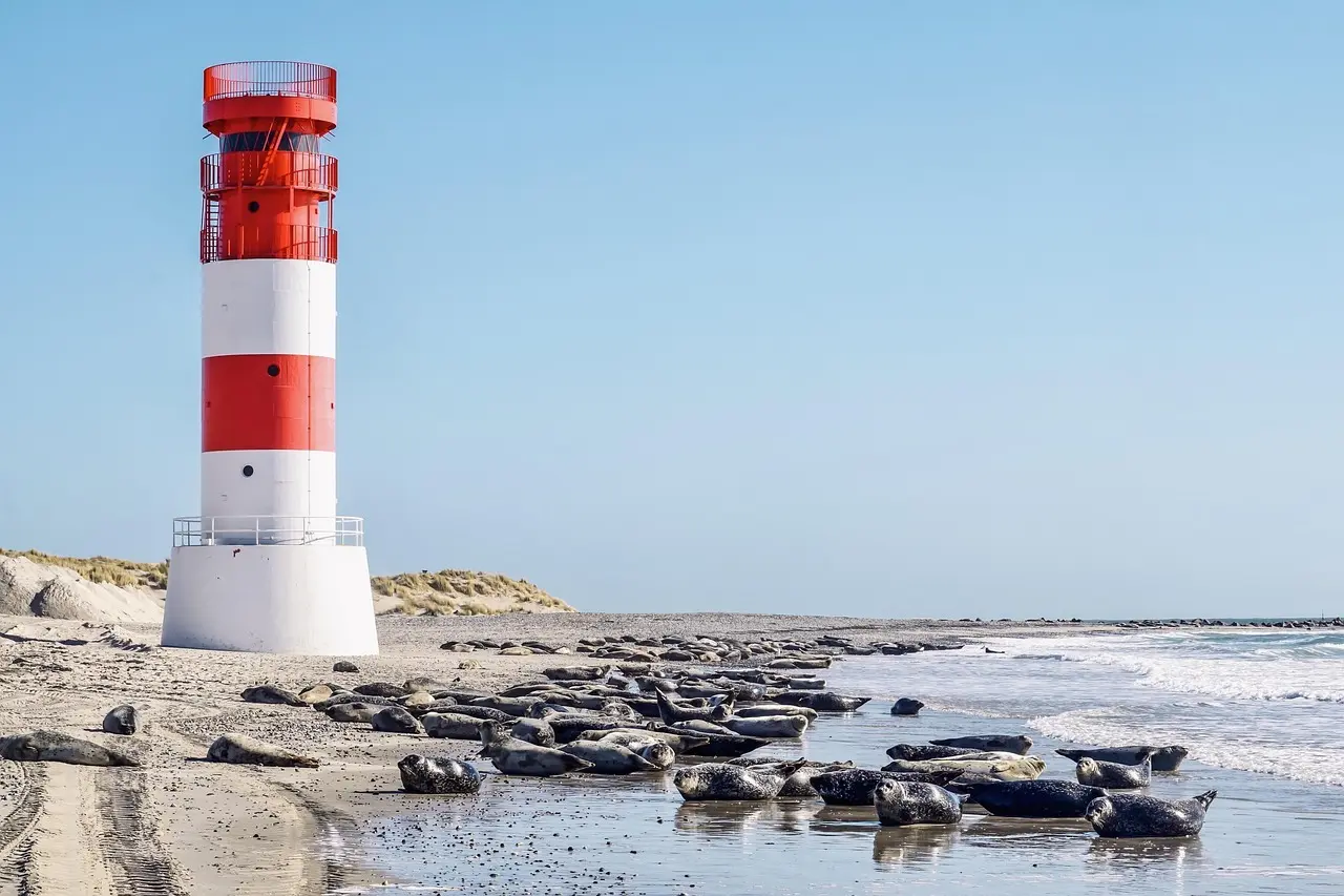 Sådan ser du sæler i Vadehavet uden guide