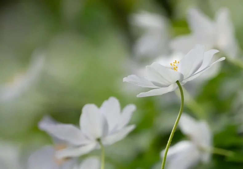 10 gratis naturoplevelser i Nordsjælland