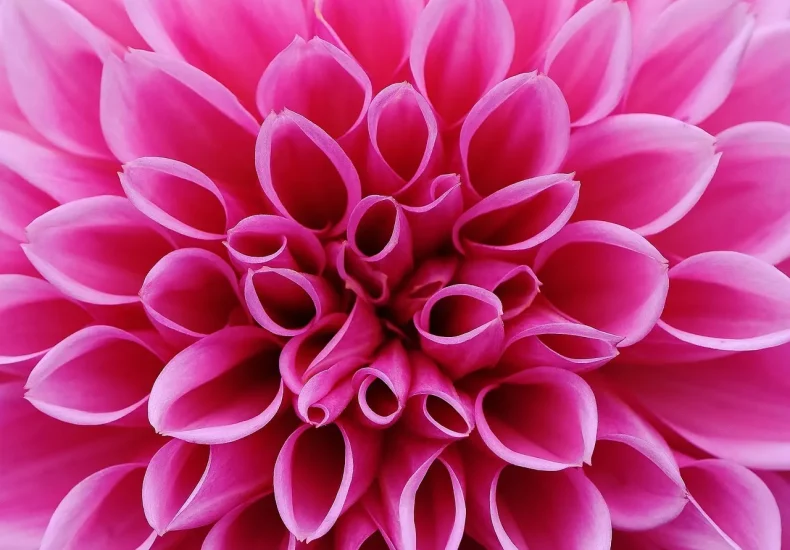 10 gratis oplevelser i Frederiksberg Have og omegn