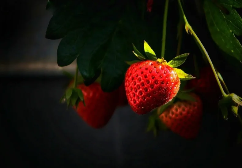 10 hyggelige gårdbutikker på Nordfyn