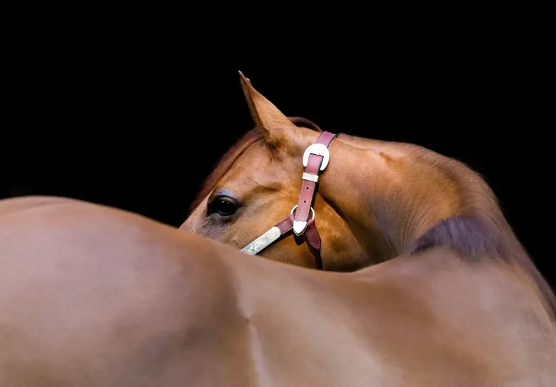 11 caféperler i Latinerkvarteret i Aarhus