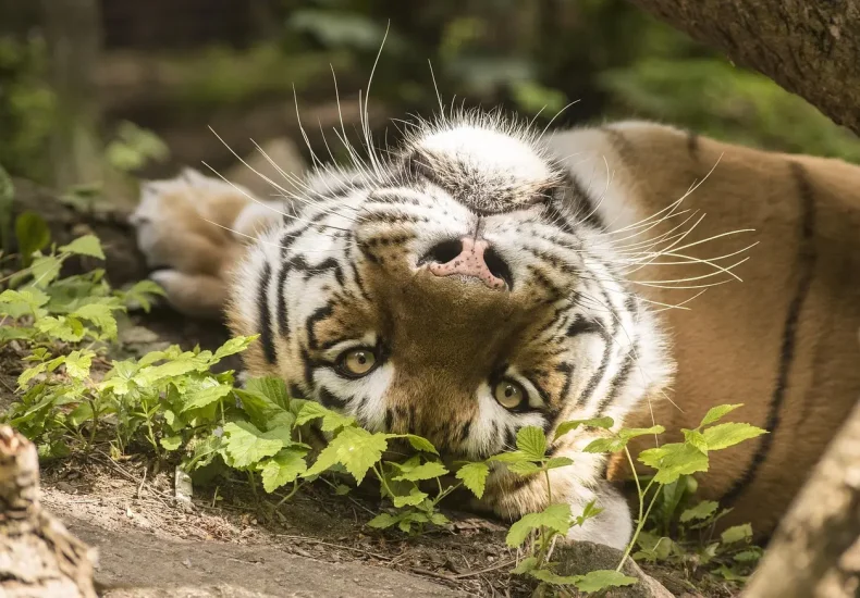 12 gratis oplevelser i Odense denne måned