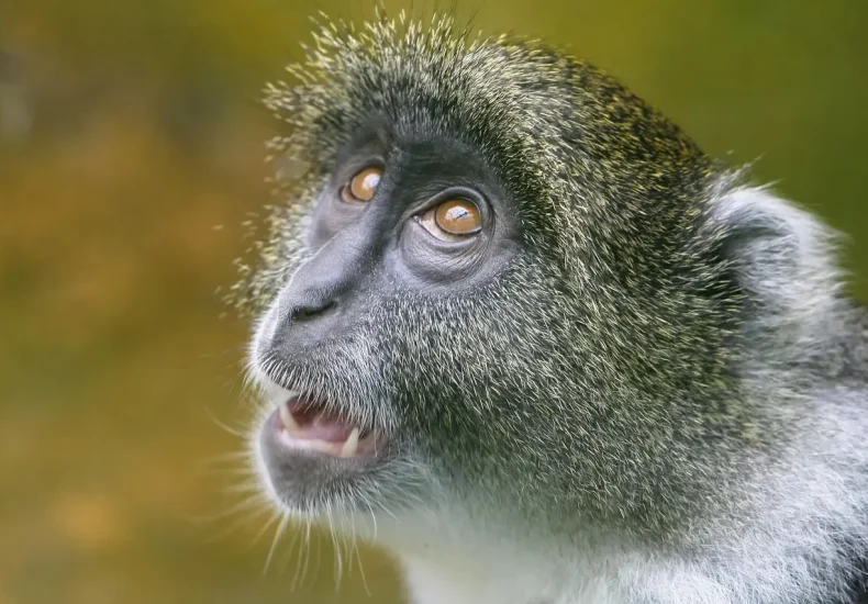 Er Zoologisk Have på Frederiksberg gratis for børn?