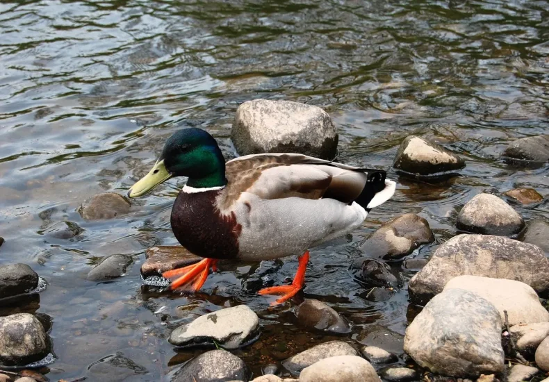 Genstarte: hjælp til krydsord