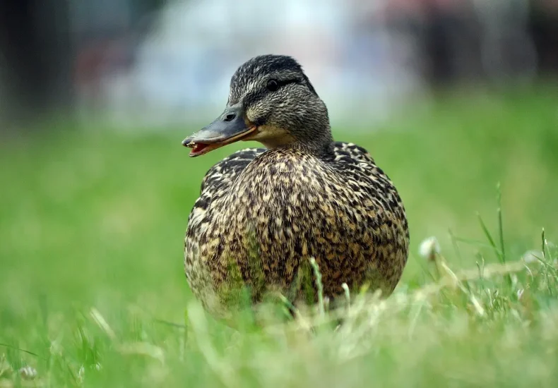 Gnaven Krydsord Hjælp