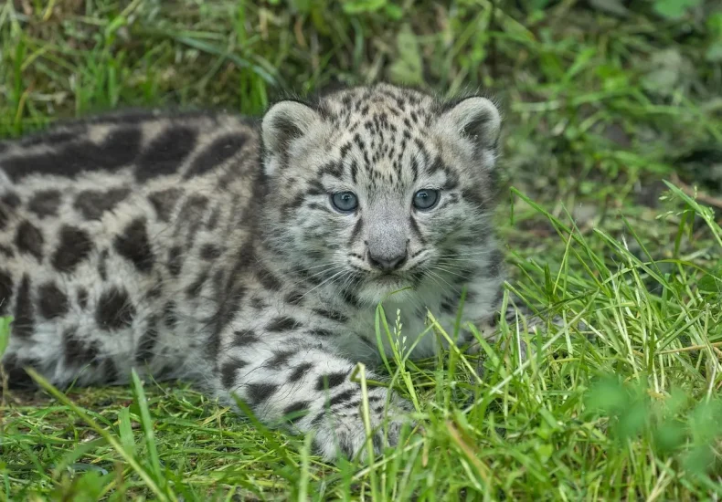 Hvad koster et besøg i Aalborg Zoo i 2025 for familier?