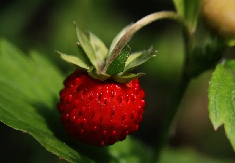 Hvor kan jeg finde pluk-selv-bær i Midtsjælland?