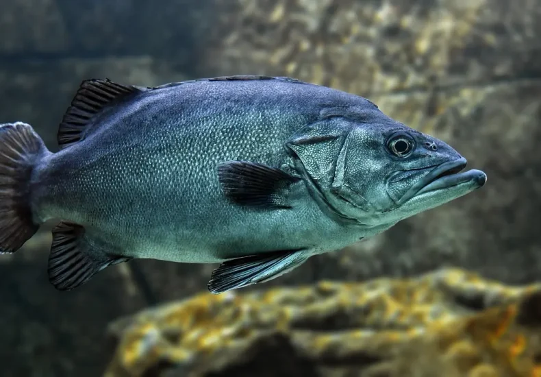 Hvor kan man snorkle ved Stevns Klint?