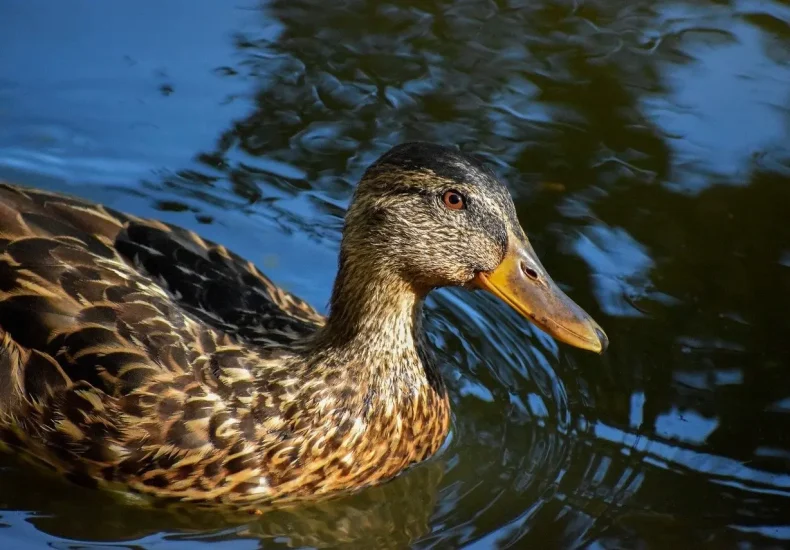 Krydsord hjælp: Minegang