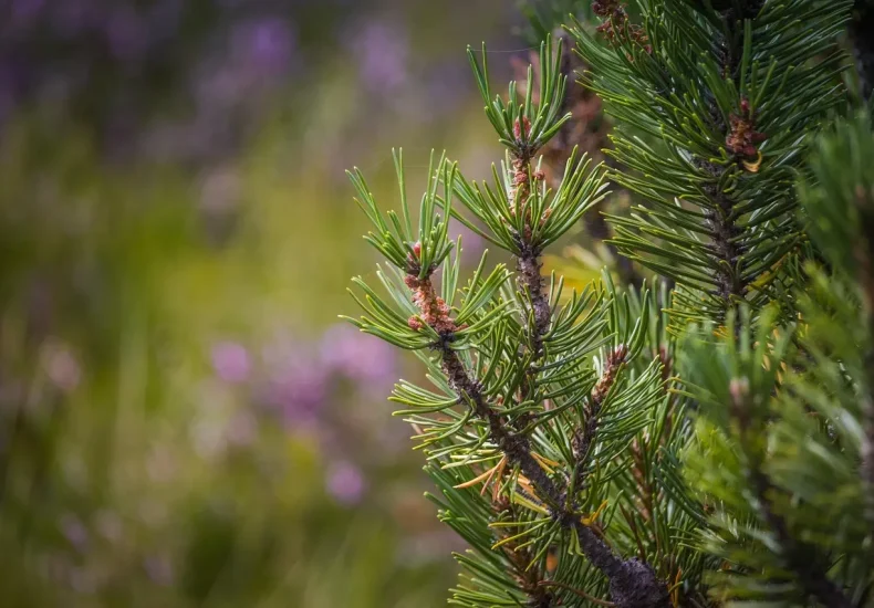Løsningsliste til Jordart i Krydsord