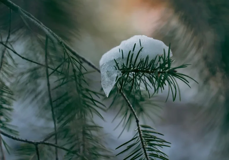 Sådan booker du shelterpladser i Nordsjælland
