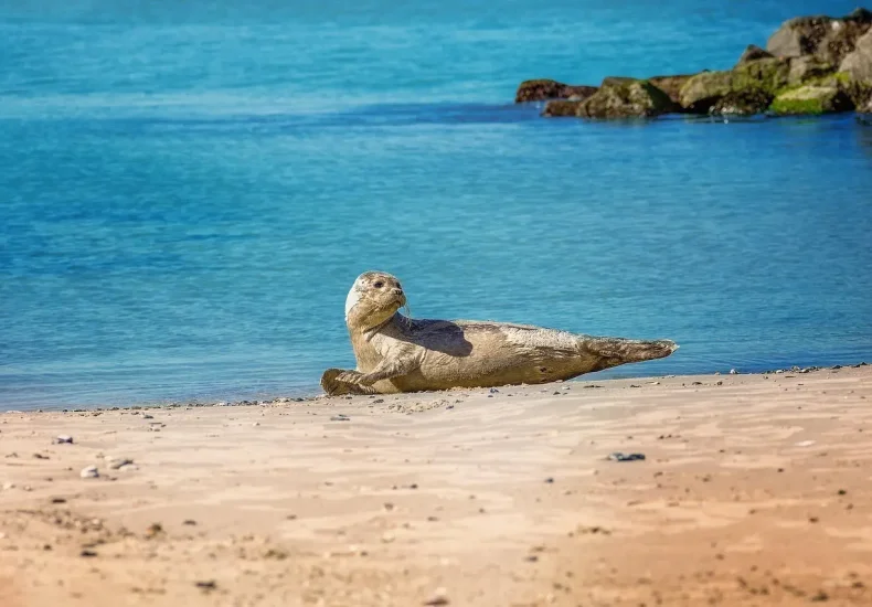 Sådan planlægger du en dag på Hjerting Strand