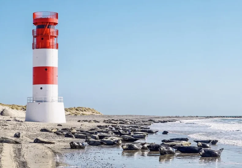 Sådan ser du sæler i Vadehavet uden guide